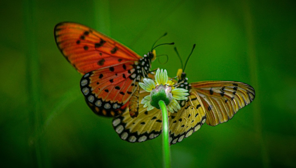 איך לבחור את הלינג'רי המתאים לסוג הגוף שלך